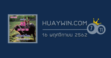 หวยควายนำโชค 16/11/62