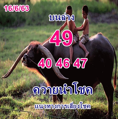 หวยควายนำโชค 16/6/63