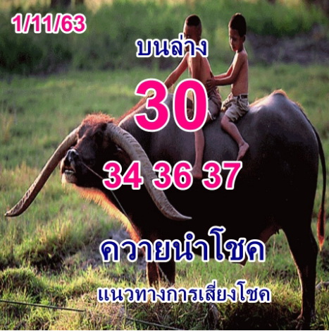 หวยควายนำโชค 1/11/63