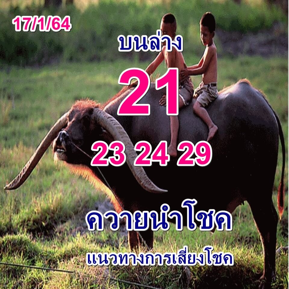 หวยควายนำโชค 17/1/64