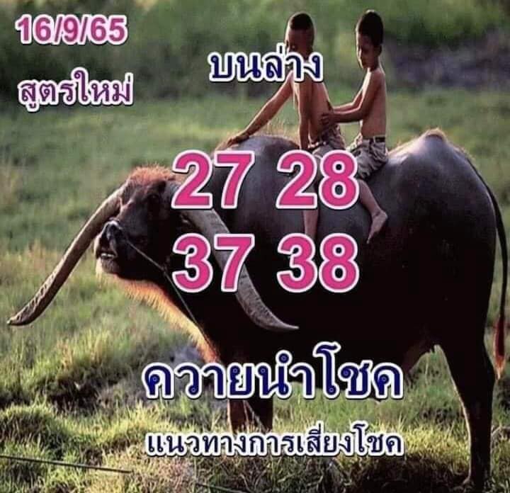 หวยควายนำโชค 16/9/65