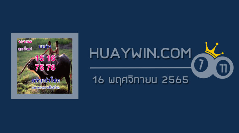 หวยควายนำโชค 16/11/65