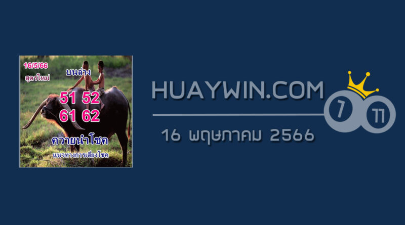 หวยควายนำโชค 16/5/66