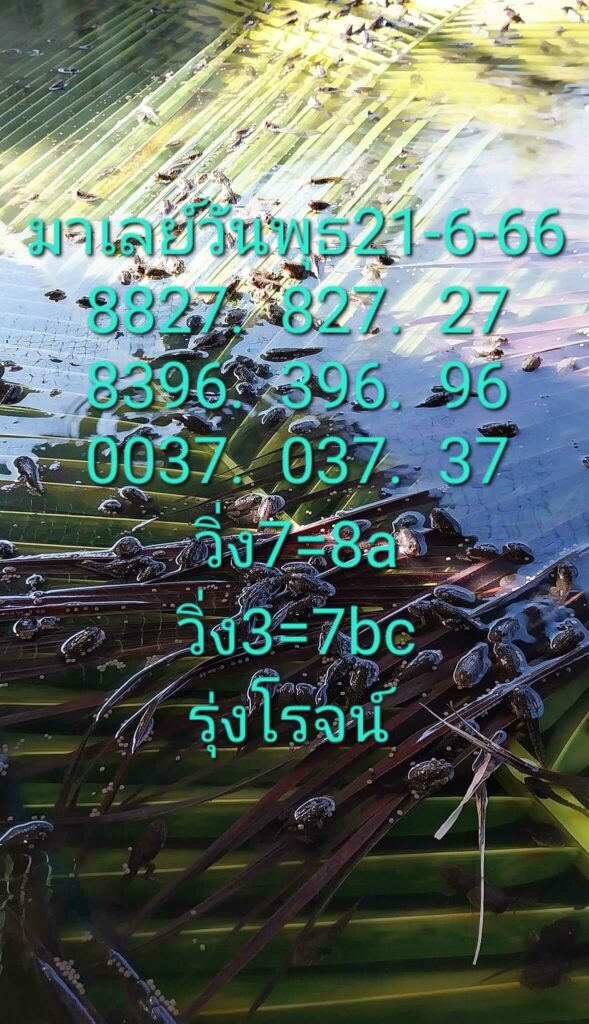 หวยมาเลย์วันนี้ 21/6/66 ชุดที่ 10