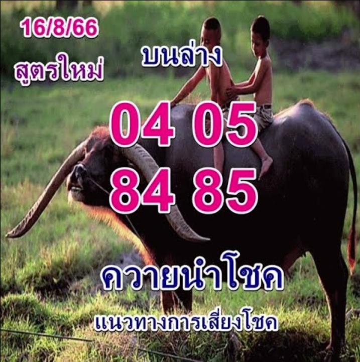 หวยควายนำโชค 16/8/66