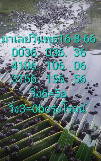 หวยมาเลย์วันนี้ 16/8/66 ชุดที่ 6