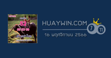หวยควายนำโชค 16/11/66