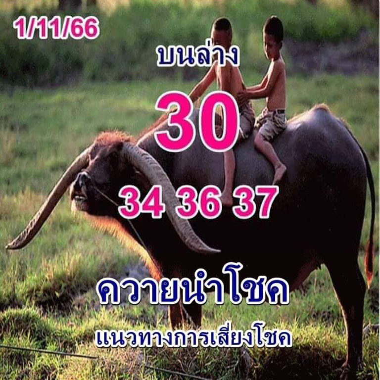 หวยควายนำโชค 1/11/66